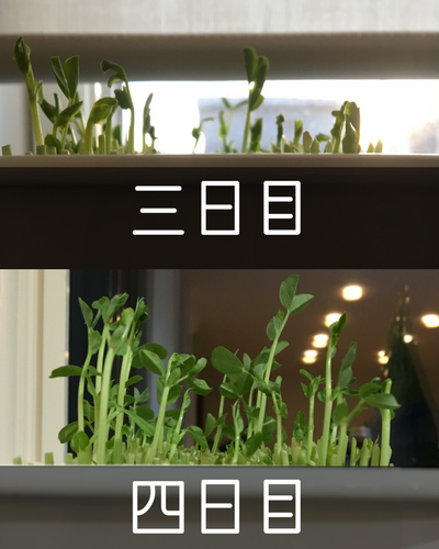 豆苗の再生栽培 何日で食べられる 育て方 成長過程のレポートつきでまとめてみました しぜんとくらし